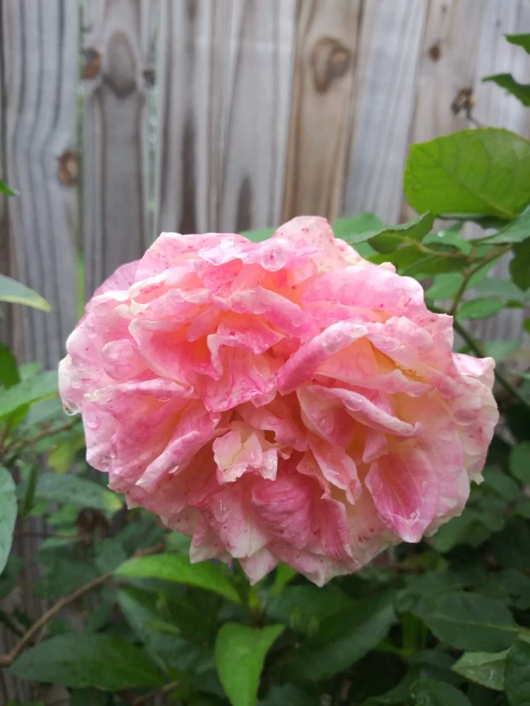 12 Rose Cuttings - 10 Different Varieties, Virus-Free Plant Starts for Outdoor Gardens - Image 10