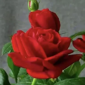 12 Rose Cuttings - 10 Different Varieties, Virus-Free Plant Starts for Outdoor Gardens - Image 11