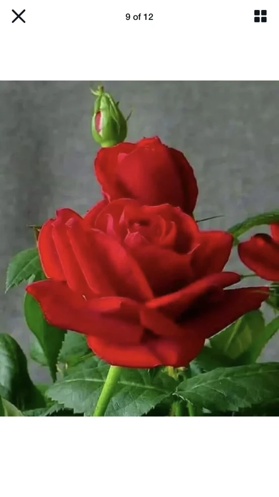 12 Rose Cuttings - 10 Different Varieties, Virus-Free Plant Starts for Outdoor Gardens - Image 11