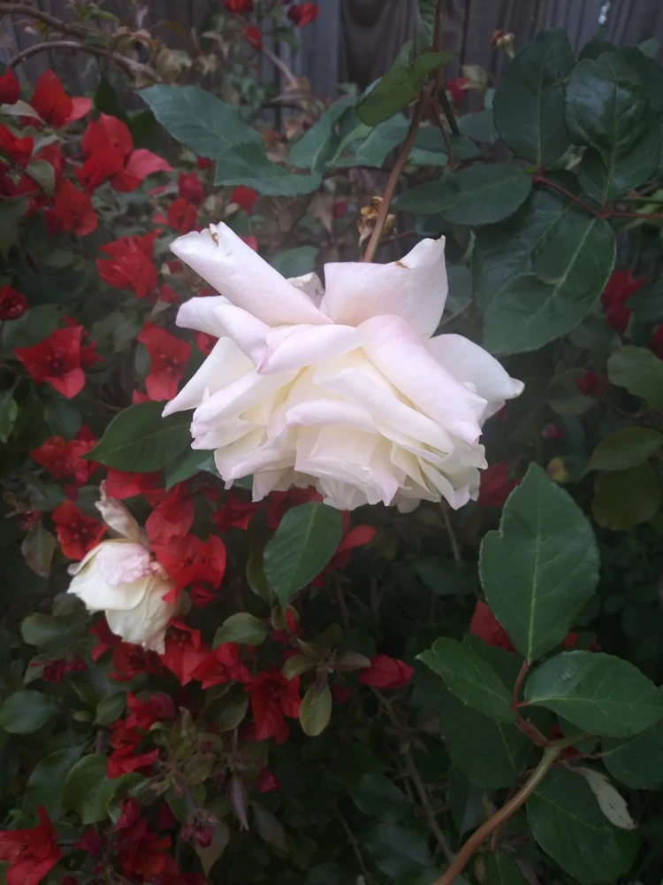 12 Rose Cuttings - 10 Different Varieties, Virus-Free Plant Starts for Outdoor Gardens - Image 12