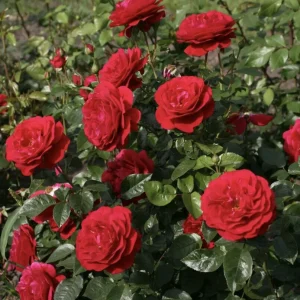12 Rose Cuttings - 10 Different Varieties, Virus-Free Plant Starts for Outdoor Gardens - Image 2