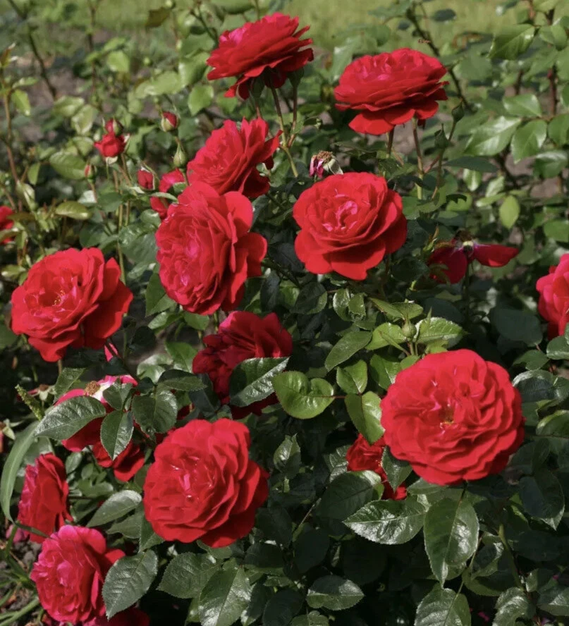 12 Rose Cuttings - 10 Different Varieties, Virus-Free Plant Starts for Outdoor Gardens - Image 2