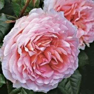 12 Rose Cuttings - 10 Different Varieties, Virus-Free Plant Starts for Outdoor Gardens - Image 3