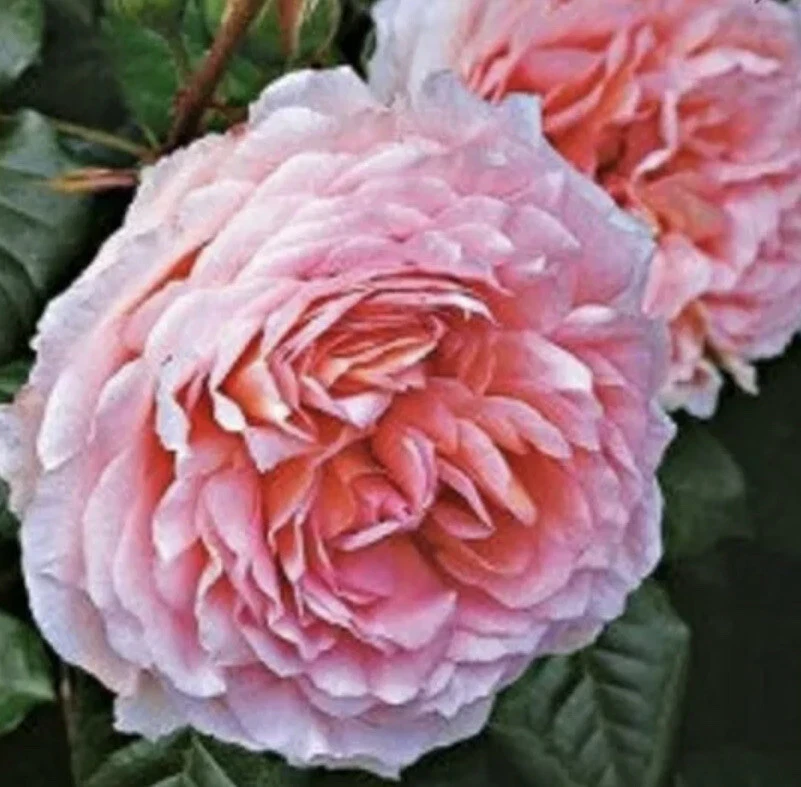 12 Rose Cuttings - 10 Different Varieties, Virus-Free Plant Starts for Outdoor Gardens - Image 3