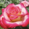 12 Rose Cuttings - 10 Different Varieties, Virus-Free Plant Starts for Outdoor Gardens - Image 1