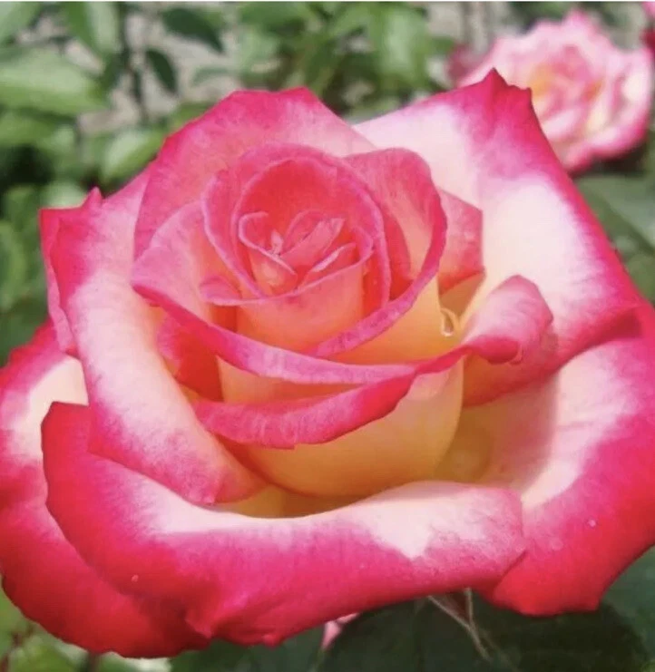 12 Rose Cuttings - 10 Different Varieties, Virus-Free Plant Starts for Outdoor Gardens - Image 1