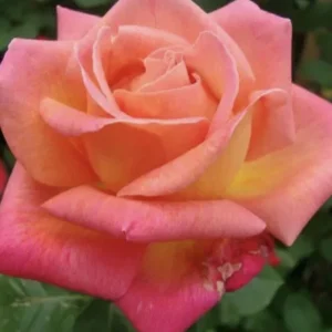 12 Rose Cuttings - 10 Different Varieties, Virus-Free Plant Starts for Outdoor Gardens - Image 4