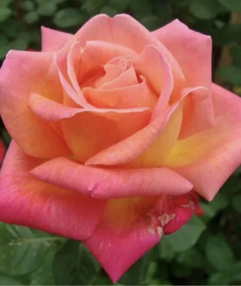 12 Rose Cuttings - 10 Different Varieties, Virus-Free Plant Starts for Outdoor Gardens - Image 4