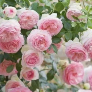 12 Rose Cuttings - 10 Different Varieties, Virus-Free Plant Starts for Outdoor Gardens - Image 5