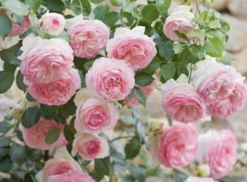 12 Rose Cuttings - 10 Different Varieties, Virus-Free Plant Starts for Outdoor Gardens - Image 5