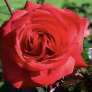 12 Rose Cuttings - 10 Different Varieties, Virus-Free Plant Starts for Outdoor Gardens - Image 6