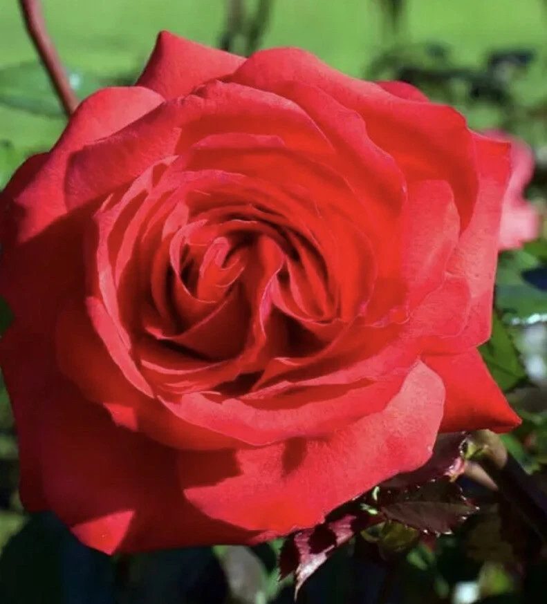 12 Rose Cuttings - 10 Different Varieties, Virus-Free Plant Starts for Outdoor Gardens - Image 6