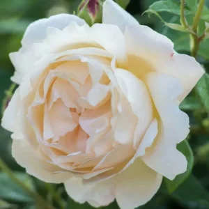 12 Rose Cuttings - 10 Different Varieties, Virus-Free Plant Starts for Outdoor Gardens - Image 7