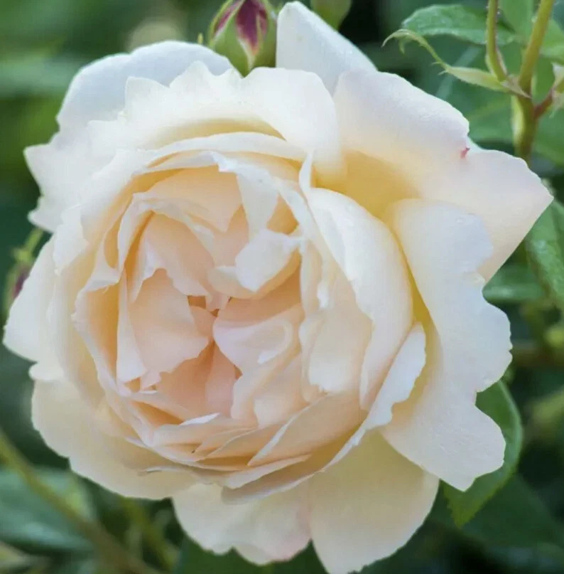 12 Rose Cuttings - 10 Different Varieties, Virus-Free Plant Starts for Outdoor Gardens - Image 7