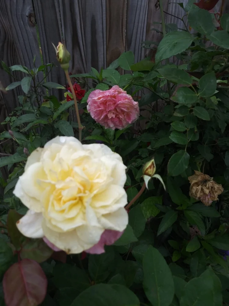 12 Rose Cuttings - 10 Different Varieties, Virus-Free Plant Starts for Outdoor Gardens - Image 8