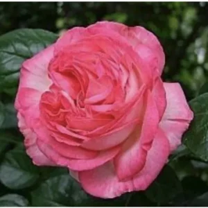 12 Rose Cuttings - 10 Different Varieties, Virus-Free Plant Starts for Outdoor Gardens - Image 9