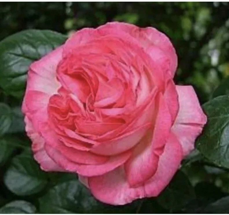 12 Rose Cuttings - 10 Different Varieties, Virus-Free Plant Starts for Outdoor Gardens - Image 9