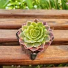 2" Aeonium Fiesta Live Plant - Vibrant Potted Succulent - Image 1
