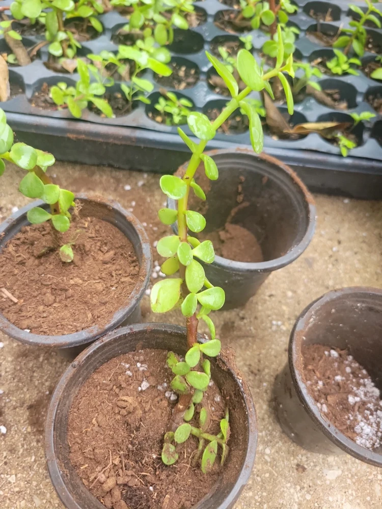 2" Elephant Bush Jade Plant - Portulacaria afra Green Succulent Live Plant - Image 2