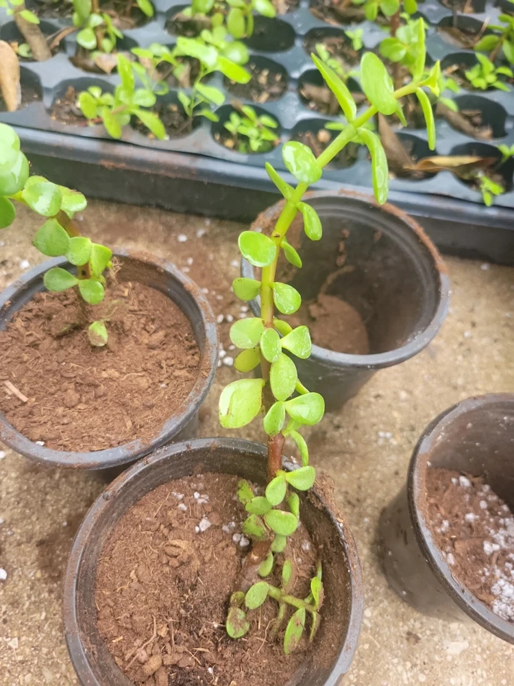 2" Elephant Bush Jade Plant - Portulacaria afra Green Succulent Live Plant - Image 3