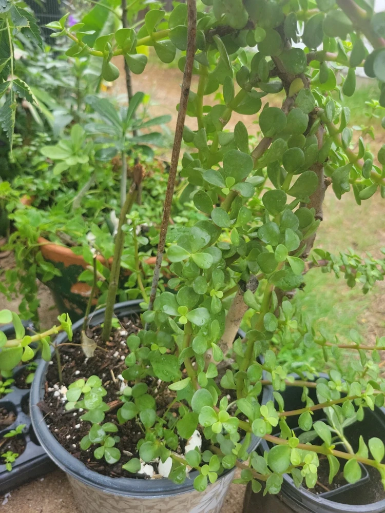 2" Elephant Bush Jade Plant - Portulacaria afra Green Succulent Live Plant - Image 5