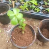 2" Elephant Bush Jade Plant - Portulacaria afra Green Succulent Live Plant - Image 1