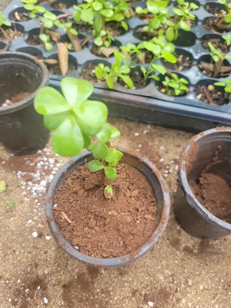 2" Elephant Bush Jade Plant - Portulacaria afra Green Succulent Live Plant - Image 1