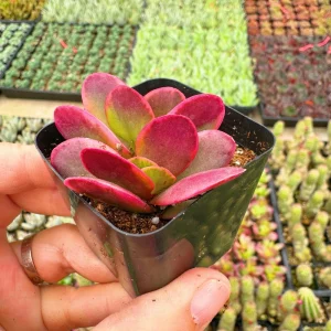 2 Inch Variegated Money Maker Crassula Live Plant - Potted Succulent - Image 2