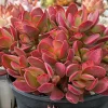2 Inch Variegated Money Maker Crassula Live Plant - Potted Succulent - Image 1