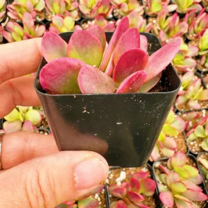 2 Inch Variegated Money Maker Crassula Live Plant - Potted Succulent - Image 3