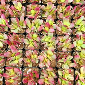 2 Inch Variegated Money Maker Crassula Live Plant - Potted Succulent - Image 4