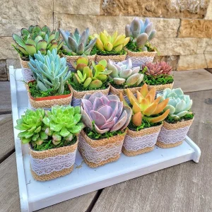 24/50 Pack Live Succulent Plant Favors with Burlap & Tags - 2