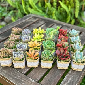 24/50 Pack Live Succulent Plant Favors with Burlap & Tags - 2