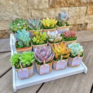 24/50 Pack Live Succulent Plant Favors with Burlap & Tags - 2