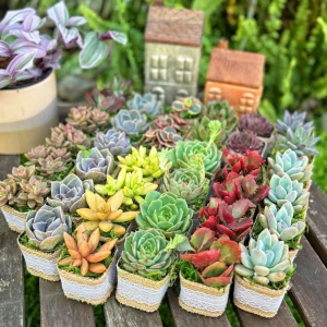 24/50 Pack Live Succulent Plant Favors with Burlap & Tags - 2