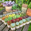 24/50 Pack Live Succulent Plant Favors with Burlap & Tags - 2" Pot - Image 1