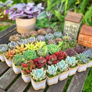24/50 Pack Live Succulent Plant Favors with Burlap & Tags - 2