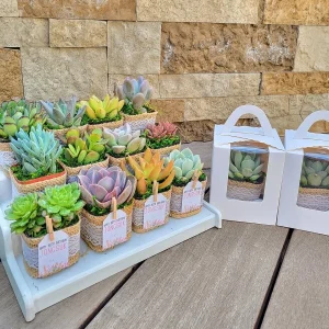 24/50 Pack Live Succulent Plant Favors with Burlap & Tags - 2