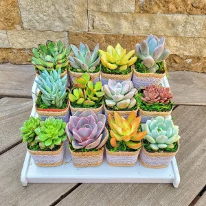 24/50 Pack Live Succulent Plant Favors with Burlap & Tags - 2