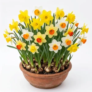 25 Colorful Daffodil Flower Bulbs for Planting - Hardy Narcissus, Size 12-16cm - Image 1