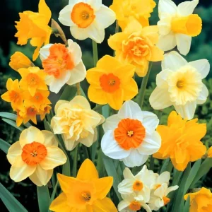 25 Mixed Color Daffodil Bulbs - Hardy Narcissus Flowers for Early Spring - Image 2