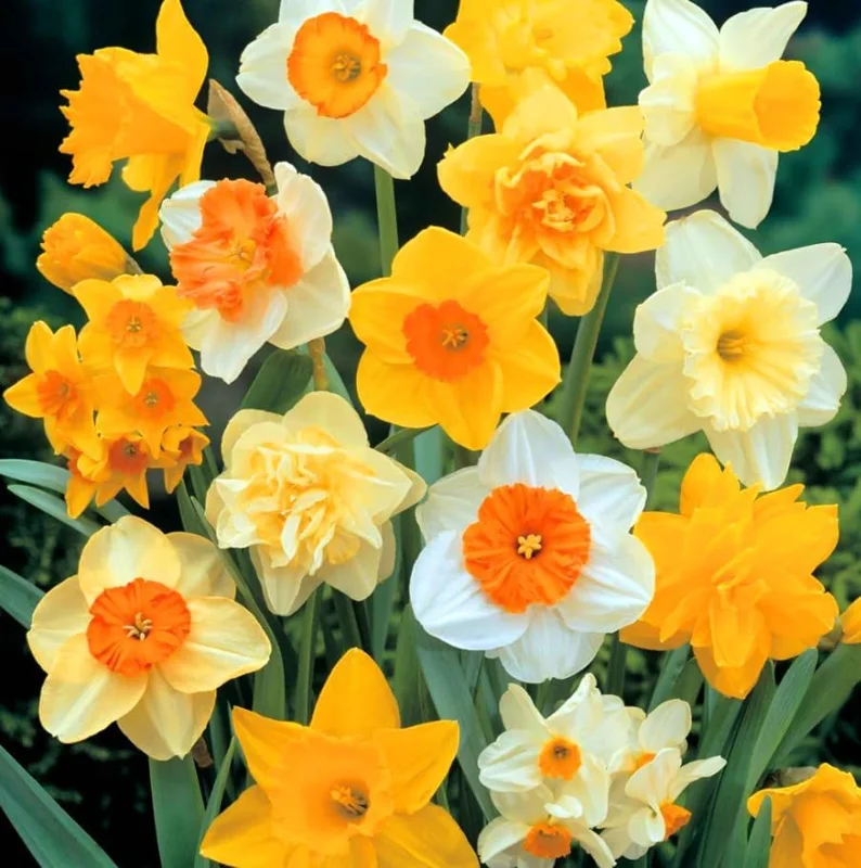 25 Mixed Color Daffodil Bulbs - Hardy Narcissus Flowers for Early Spring - Image 2