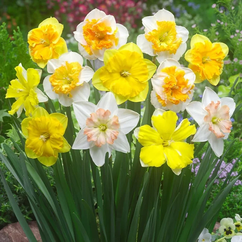 25 Mixed Color Daffodil Bulbs - Hardy Narcissus Flowers for Early Spring - Image 3