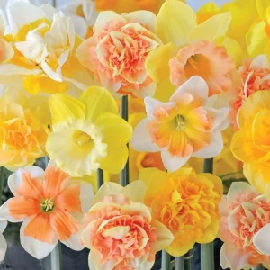 25 Mixed Color Daffodil Bulbs - Hardy Narcissus Flowers for Early Spring - Image 4