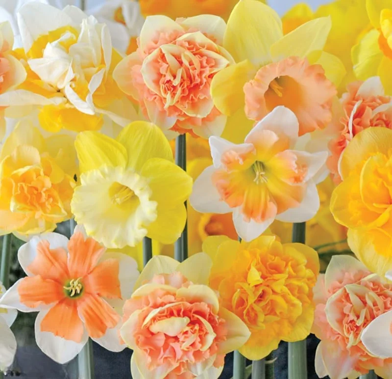 25 Mixed Color Daffodil Bulbs - Hardy Narcissus Flowers for Early Spring - Image 4