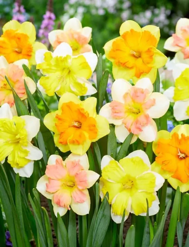 25 Mixed Color Daffodil Bulbs - Hardy Narcissus Flowers for Early Spring - Image 5
