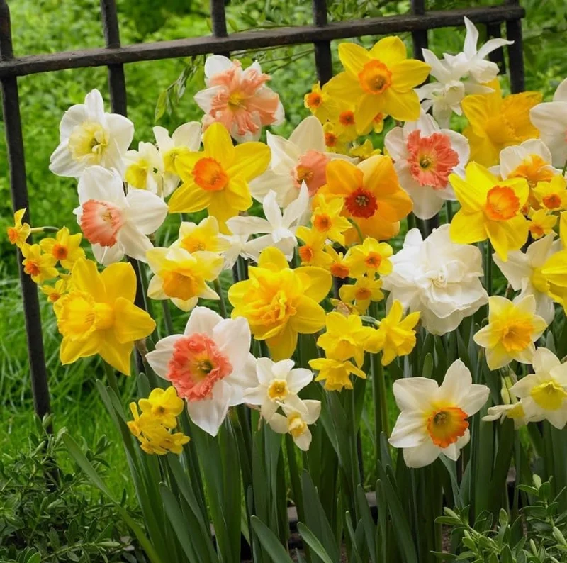 25 Mixed Color Daffodil Bulbs - Hardy Narcissus Flowers for Early Spring - Image 6