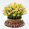 25 Mixed Color Daffodil Bulbs - Hardy Narcissus Flowers for Early Spring - Image 1