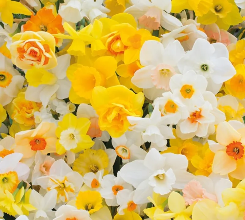 25 Mixed Color Daffodil Bulbs - Hardy Narcissus Flowers for Early Spring - Image 7