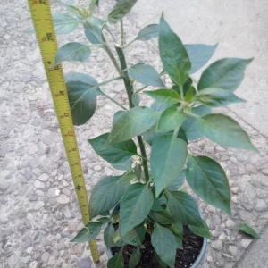 3 Black Cobra Pepper Live Plants - Hot Pepper, 20,000-40,000 SHU - Image 2